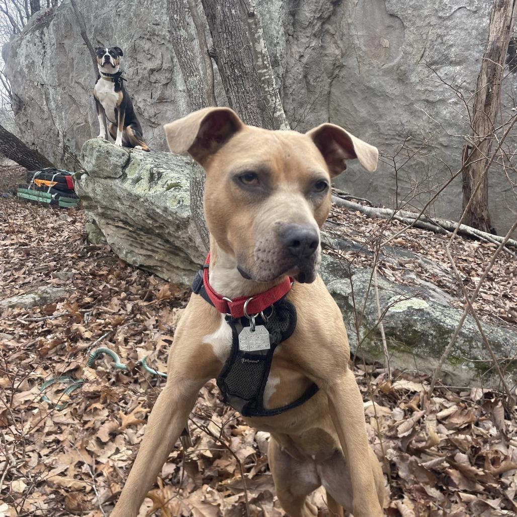 Enlarge Nora, a Adoptable Mixed Breed in Chattanooga, TN image 3/6