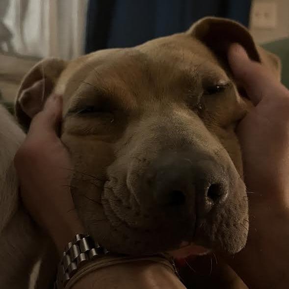 Enlarge Nora, a Adoptable Mixed Breed in Chattanooga, TN image 4/6