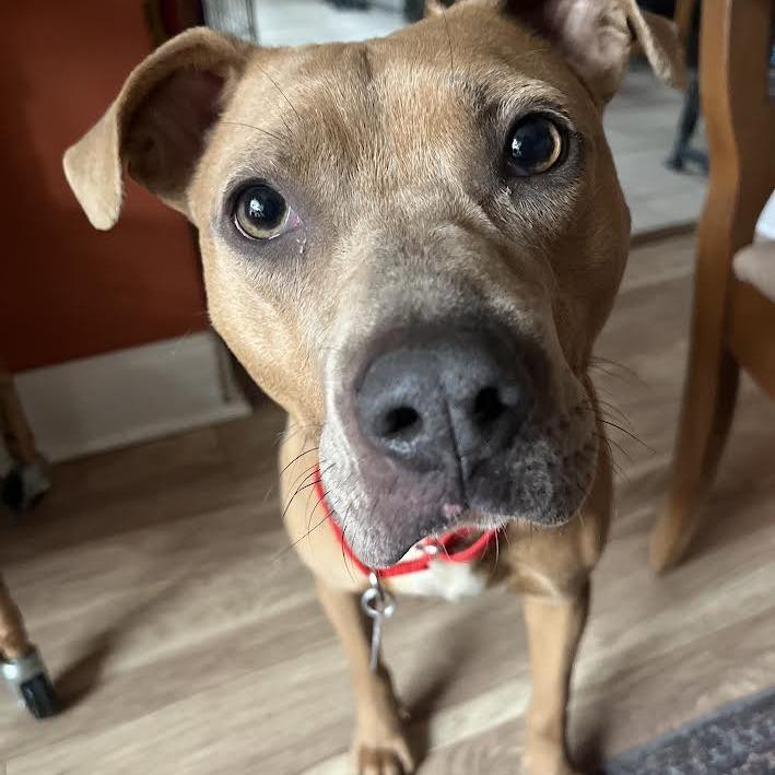 Enlarge Nora, a Adoptable Mixed Breed in Chattanooga, TN image 6/6