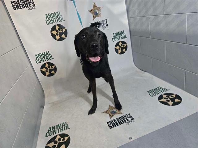 CLOVER, Adoptable, Adult Female Labrador Retriever.