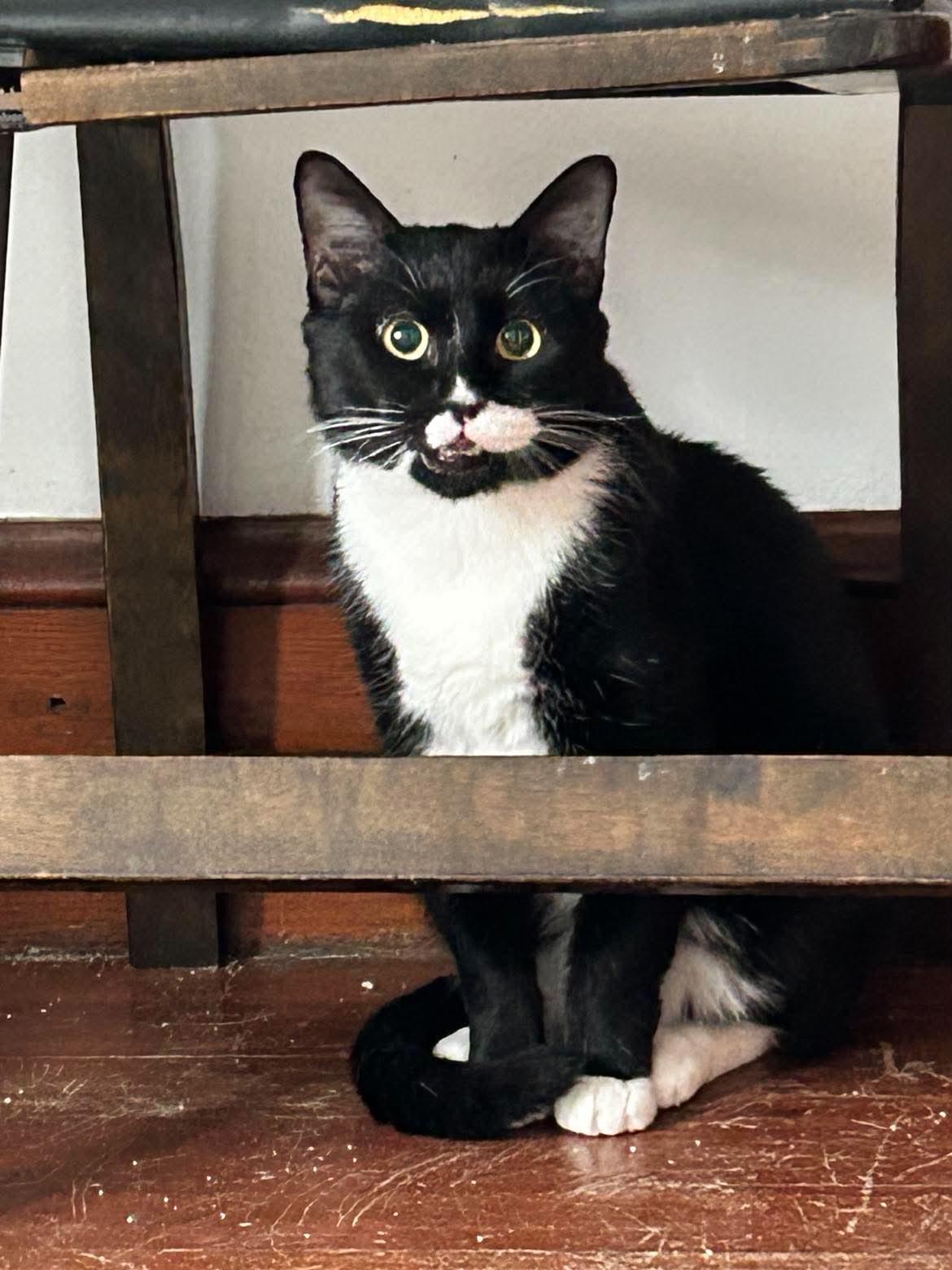 Mr. Bond, a ADOPTABLE Domestic Short Hair in Roslindale, MA image 4/4