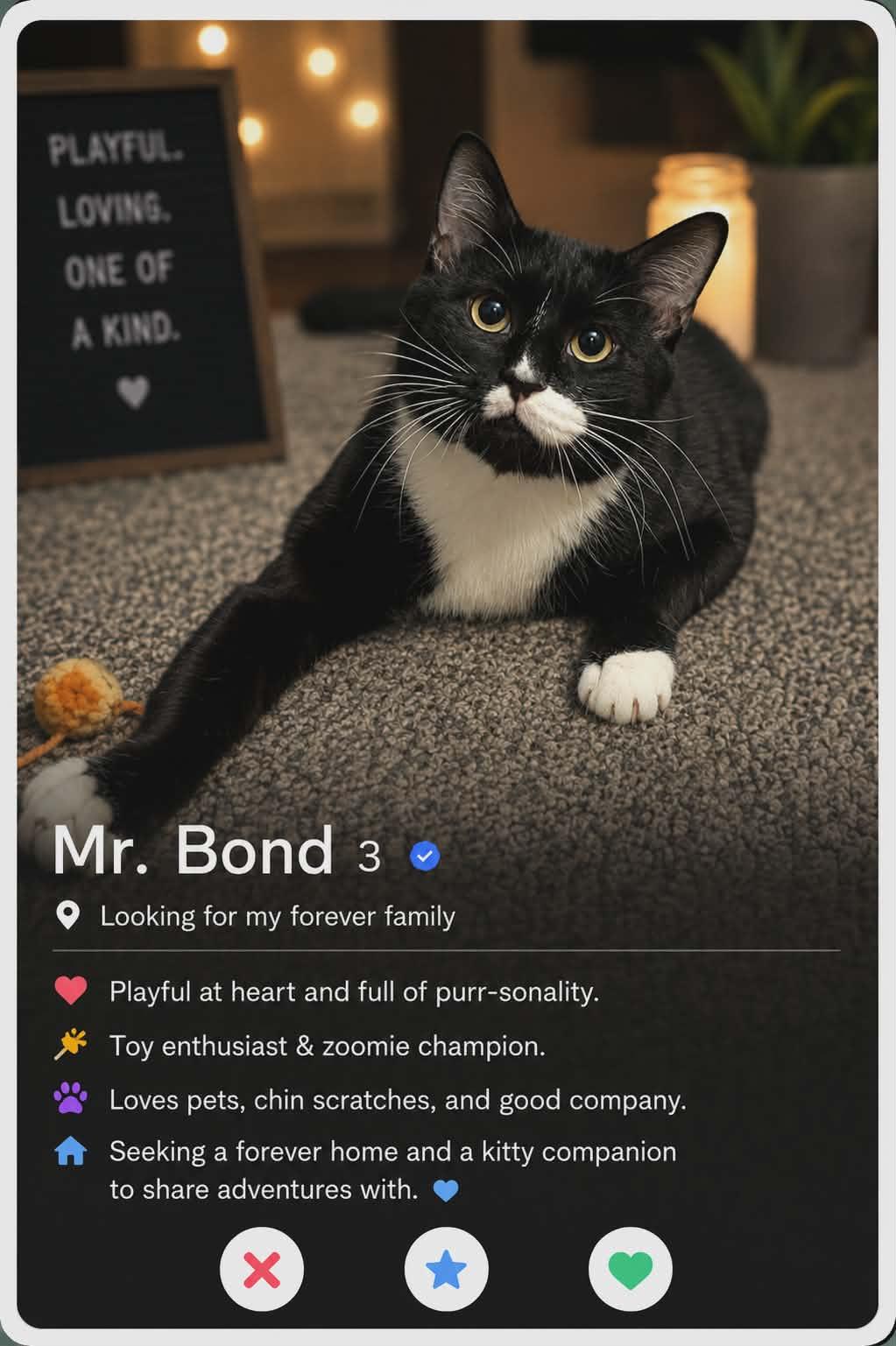 Mr. Bond, ADOPTABLE, Adult Male Domestic Short Hair.