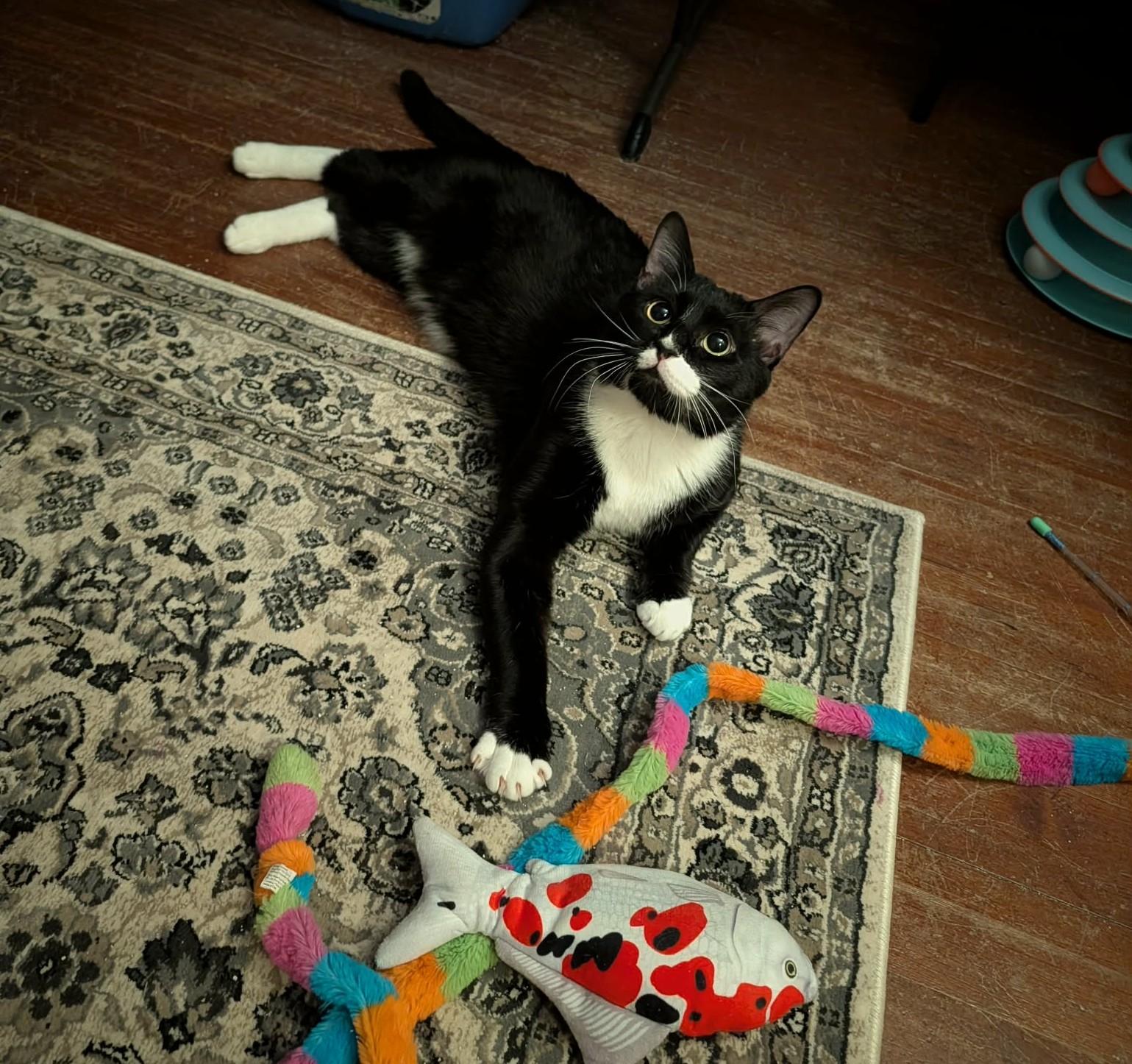 Mr. Bond, a ADOPTABLE Domestic Short Hair in Roslindale, MA image 3/4