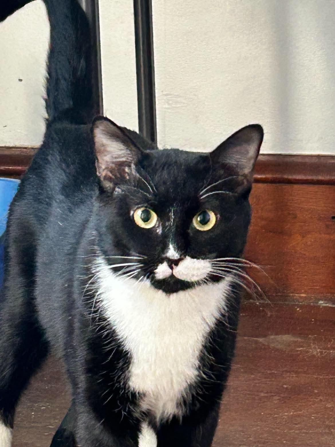 Mr. Bond, a ADOPTABLE Domestic Short Hair in Roslindale, MA image 2/4