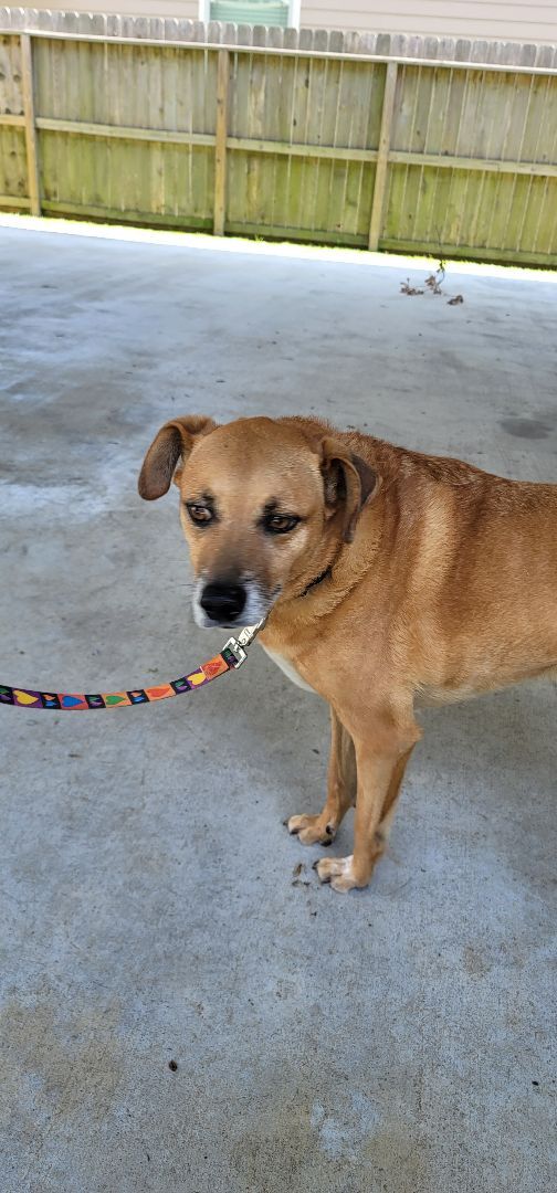 Buddy, Adoptable, Adult Male Black Mouth Cur.