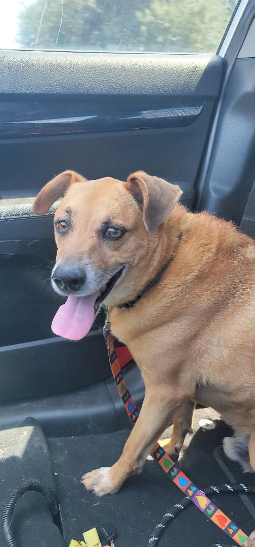 Enlarge Buddy, a Adoptable mixed breed in Madison , WI image 2/6