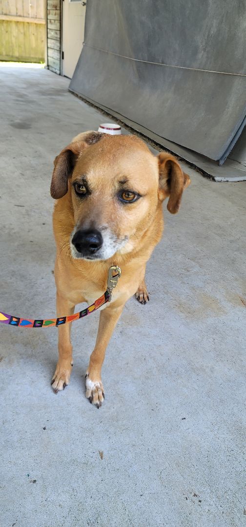 Enlarge Buddy, a Adoptable mixed breed in Madison , WI image 3/6