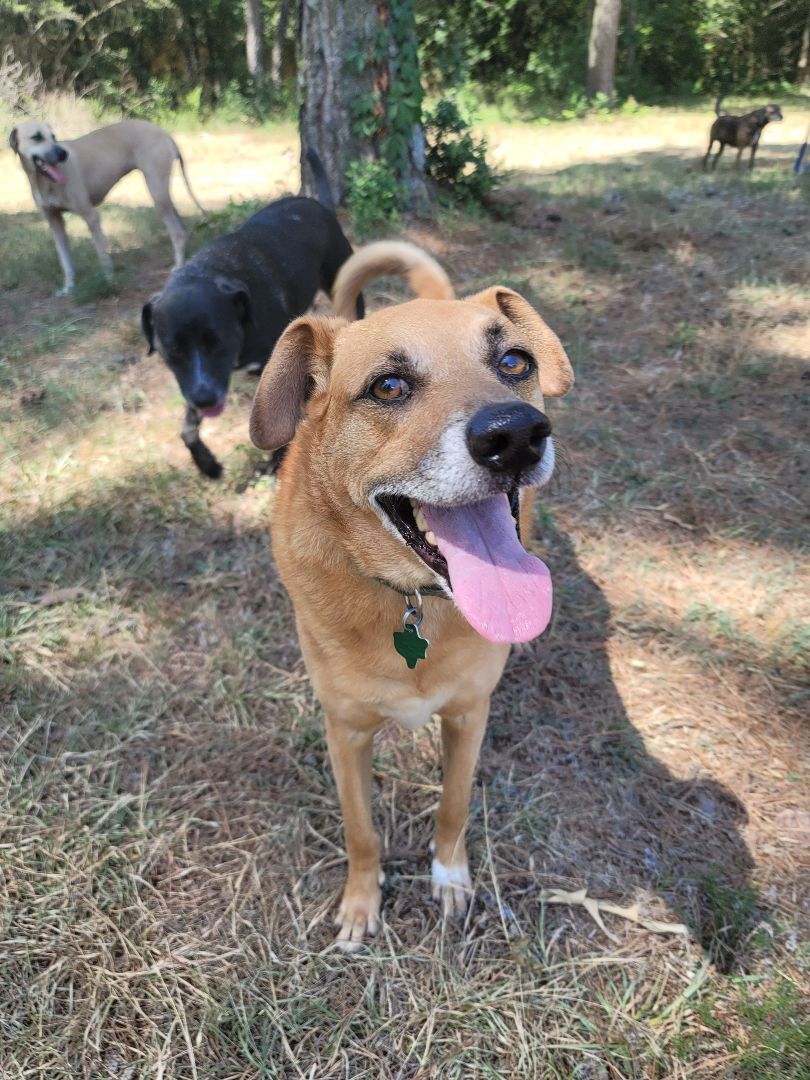 Enlarge Buddy, a Adoptable mixed breed in Madison , WI image 4/6
