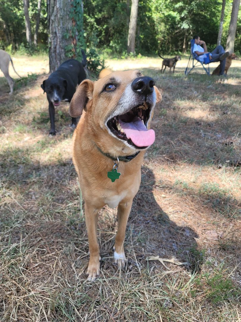Enlarge Buddy, a Adoptable mixed breed in Madison , WI image 5/6