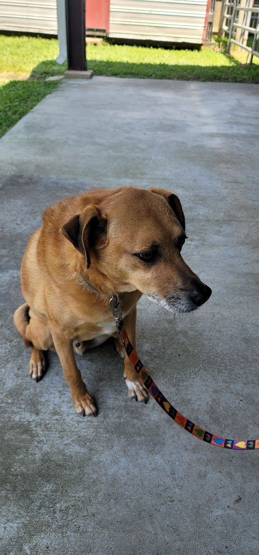 Enlarge Buddy, a Adoptable mixed breed in Madison , WI image 6/6
