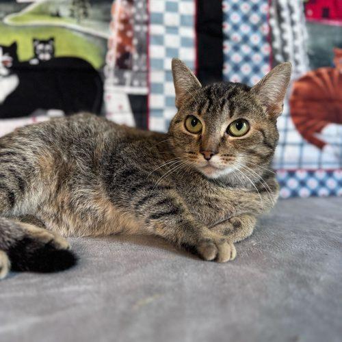 Enlarge Kristi Yamaguchi, a Adoptable Domestic Short Hair in Toms River, NJ image 1/5