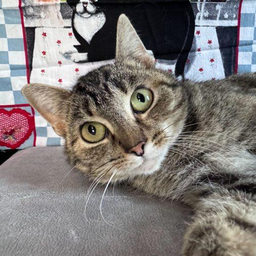 Enlarge Kristi Yamaguchi, a Adoptable Domestic Short Hair in Toms River, NJ image 2/5