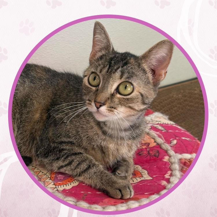 Kristi Yamaguchi, a Adoptable Domestic Short Hair in Toms River, NJ image 3/6