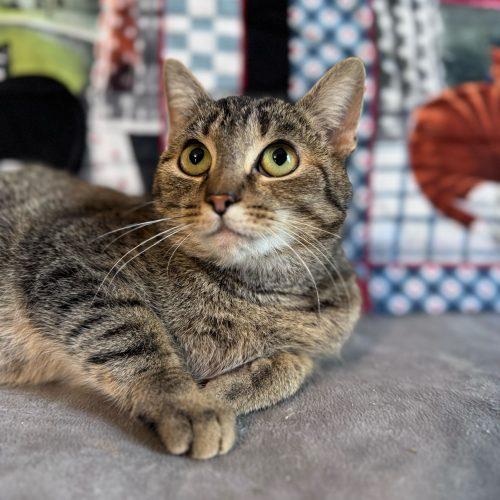 Enlarge Kristi Yamaguchi, a Adoptable Domestic Short Hair in Toms River, NJ image 3/5