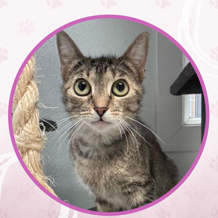 Enlarge Kristi Yamaguchi, a Adoptable Domestic Short Hair in Toms River, NJ image 4/6