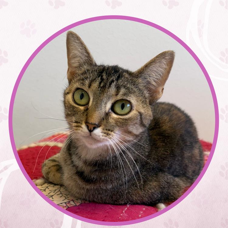 Kristi Yamaguchi, a Adoptable Domestic Short Hair in Toms River, NJ image 4/6