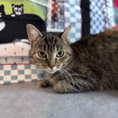 Enlarge Kristi Yamaguchi, a Adoptable Domestic Short Hair in Toms River, NJ image 4/5