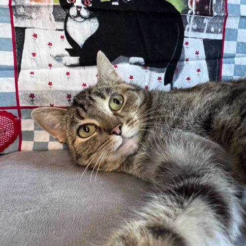 Enlarge Kristi Yamaguchi, a Adoptable Domestic Short Hair in Toms River, NJ image 5/5