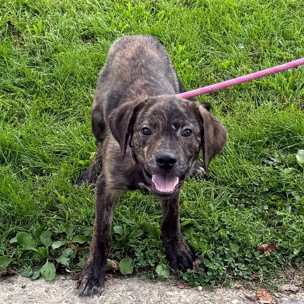 Shenzi, Adoptable, Puppy Female Mixed Breed.