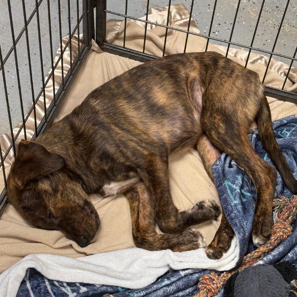 Enlarge Shenzi, a Adoptable Mixed Breed in Franklin, PA image 2/2