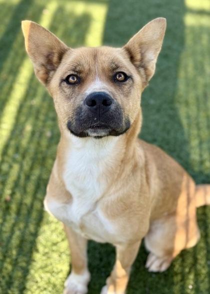 Enlarge Tessa, a ADOPTABLE mixed breed in Red Bluff, CA image 2/4