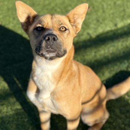 Enlarge Tessa, a ADOPTABLE mixed breed in Red Bluff, CA image 3/4