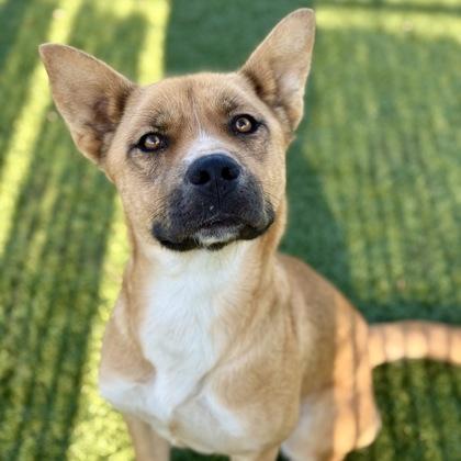 Tessa, ADOPTABLE, Young Female Shepherd.
