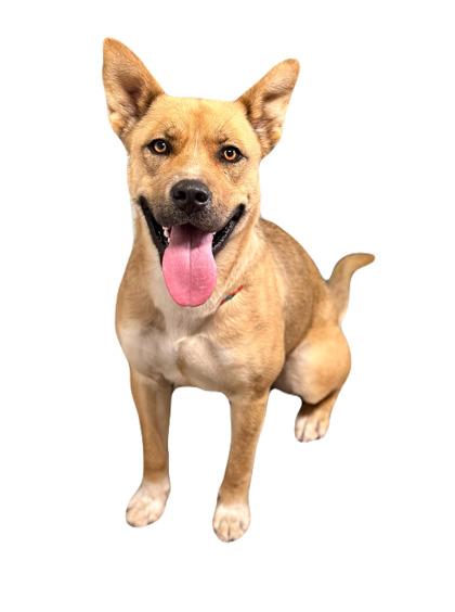 Enlarge Tessa, a ADOPTABLE mixed breed in Red Bluff, CA image 4/4