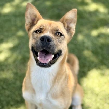 Tessa, ADOPTABLE, Young Female Shepherd.