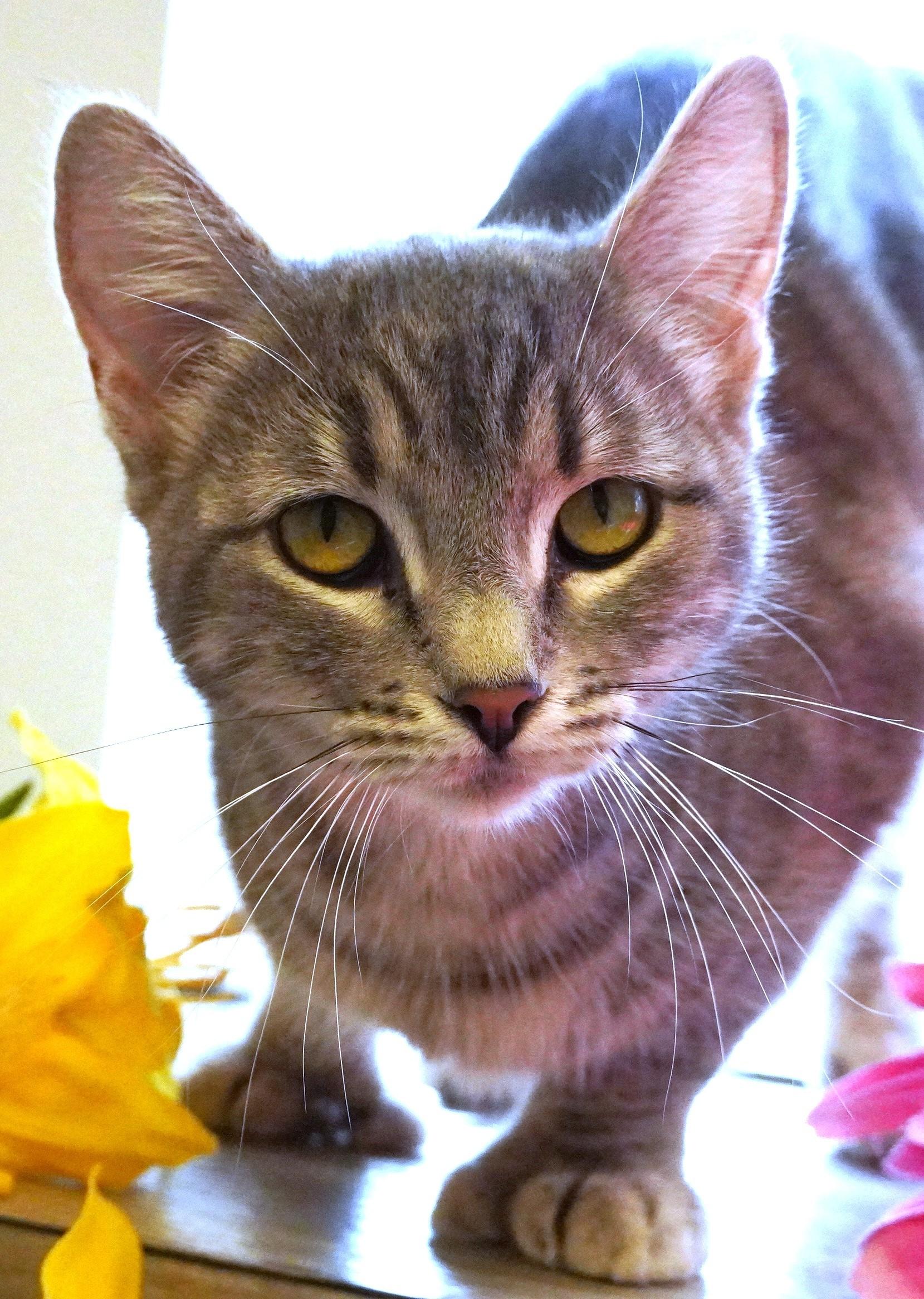 Enlarge Knuckles, a ADOPTABLE Domestic Short Hair in Grants Pass, OR image 1/2