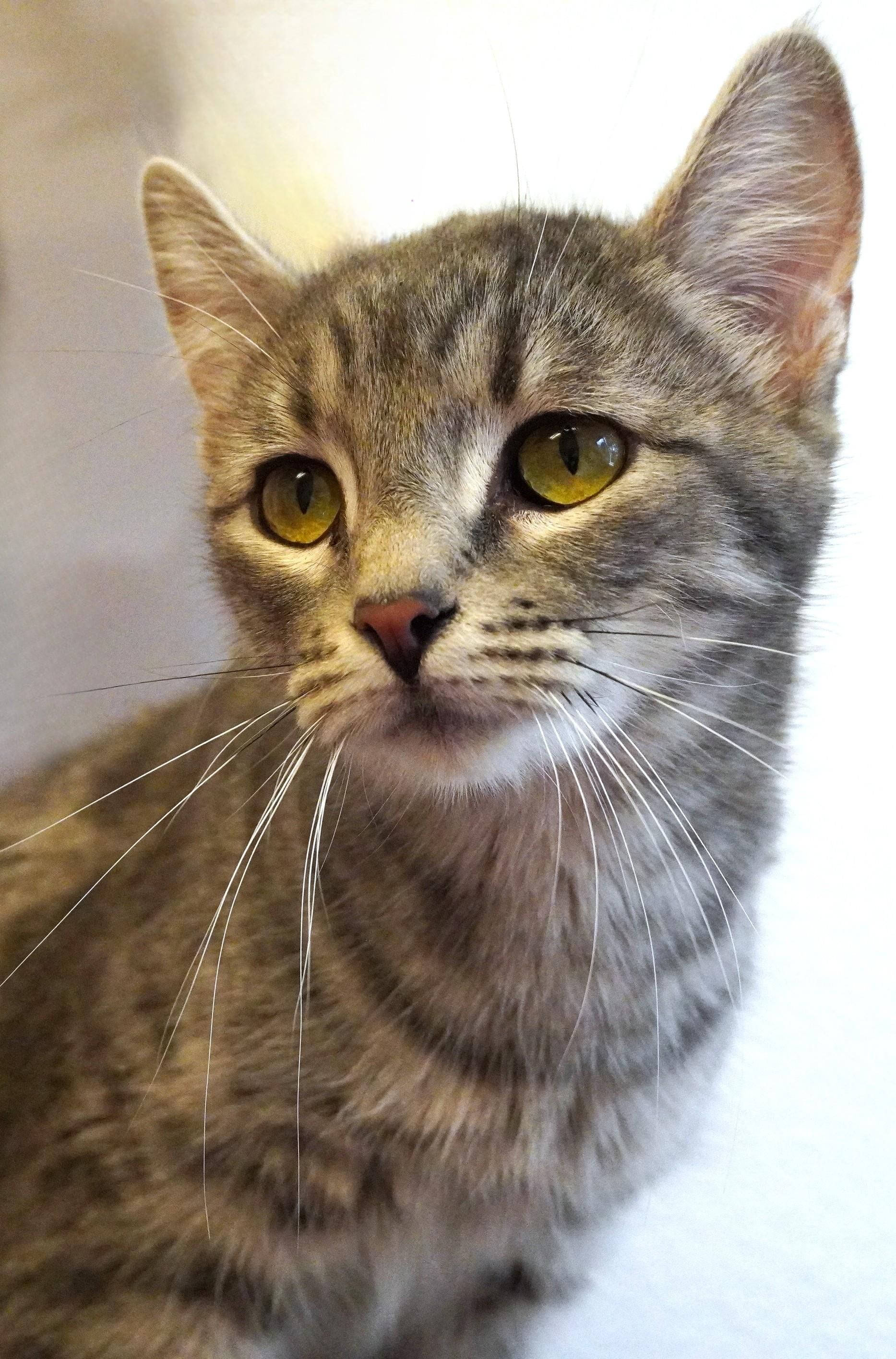 Enlarge Knuckles, a ADOPTABLE Domestic Short Hair in Grants Pass, OR image 2/2