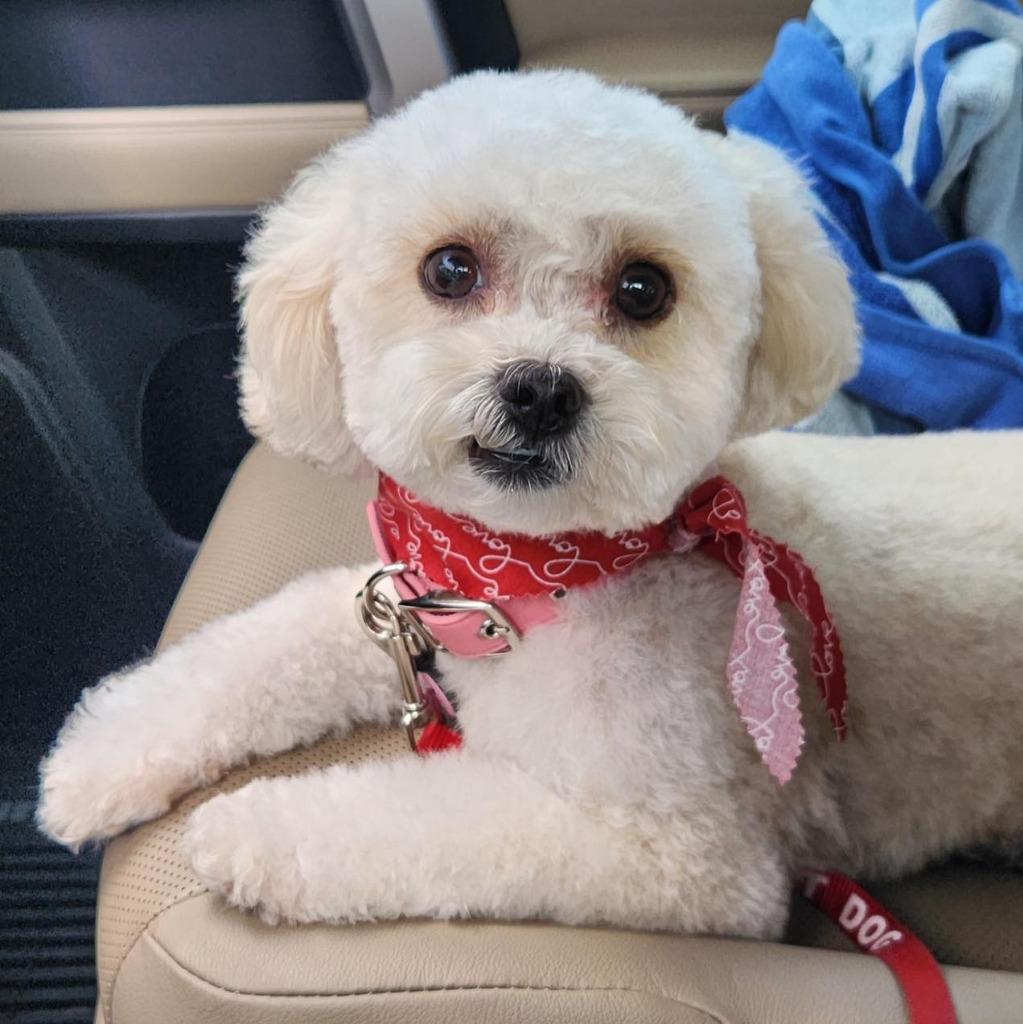 PIKA, Adoptable, Adult Female Poodle.