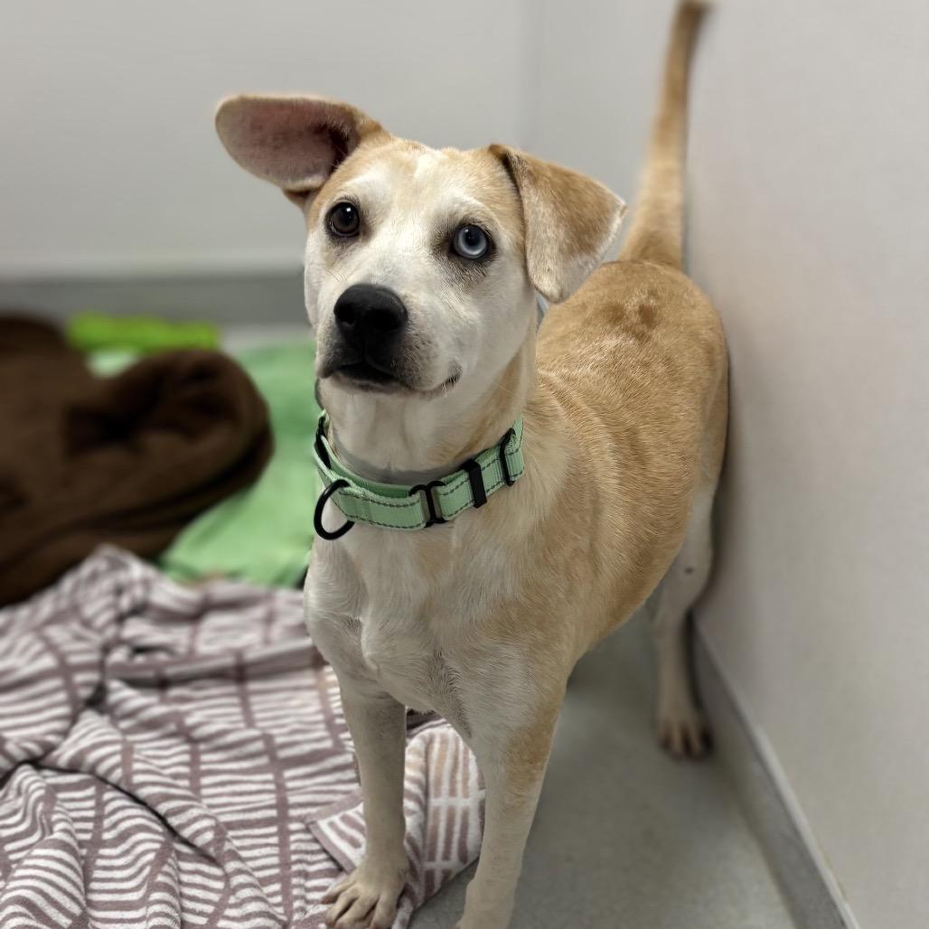 Wilson, a Adoptable mixed breed in Westhampton, NY image 2/6