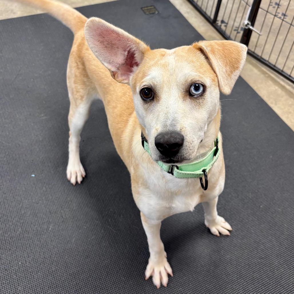 Wilson, a Adoptable mixed breed in Westhampton, NY image 3/6