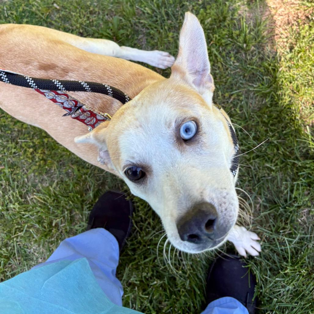 Wilson, a Adoptable mixed breed in Westhampton, NY image 4/6