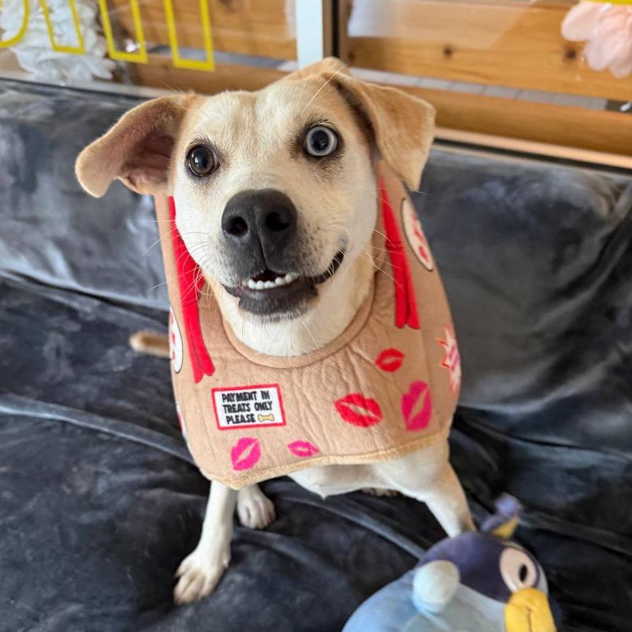 Wilson, a Adoptable mixed breed in Westhampton, NY image 5/6