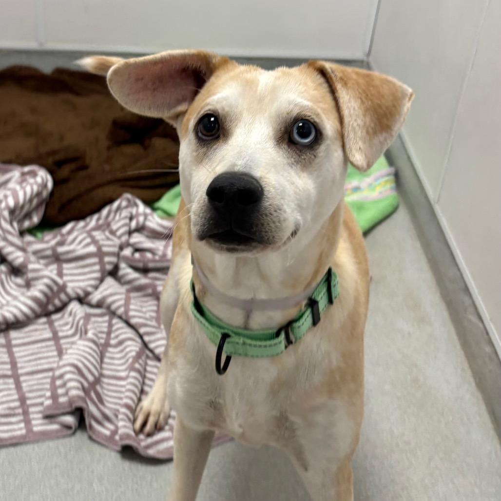 Wilson, a Adoptable mixed breed in Westhampton, NY image 6/6