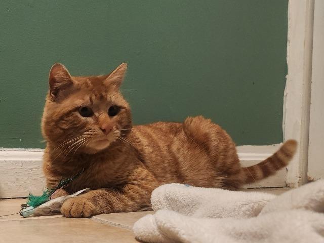 Dariusz, Adoptable, Young Male Domestic Short Hair.