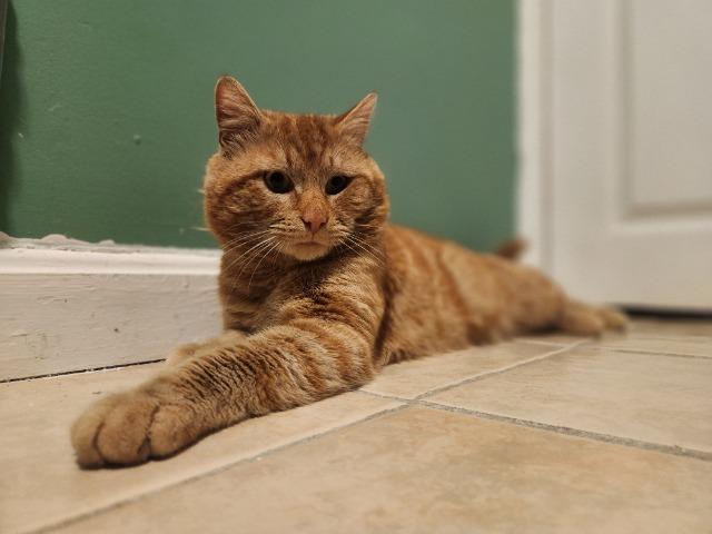 Enlarge Dariusz, a Adoptable mixed breed in Pawtucket, RI image 2/4