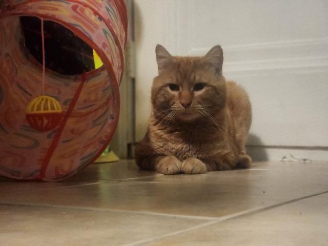 Enlarge Dariusz, a Adoptable mixed breed in Pawtucket, RI image 3/4