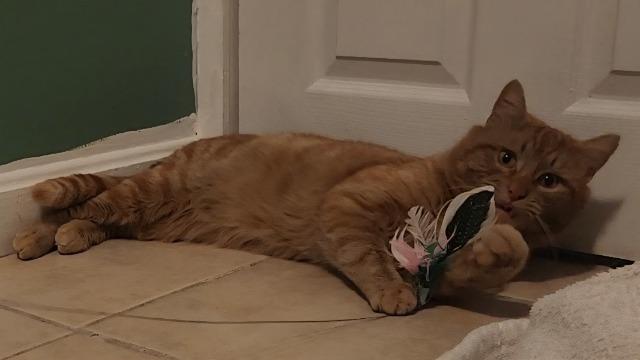 Enlarge Dariusz, a Adoptable mixed breed in Pawtucket, RI image 4/4