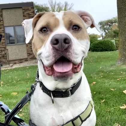 Gus, Adoptable, Young Male American Bulldog & Mixed Breed.