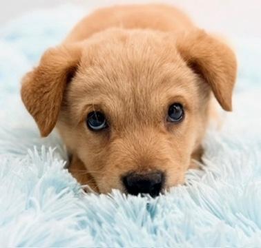 Enlarge Banana, an adopted mixed breed in Covington, LA image 2/6