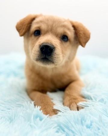 Enlarge Banana, an adopted mixed breed in Covington, LA image 1/6