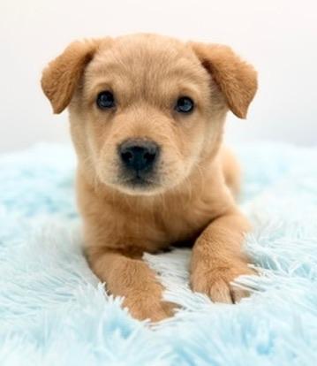 Enlarge Banana, an adopted mixed breed in Covington, LA image 4/6