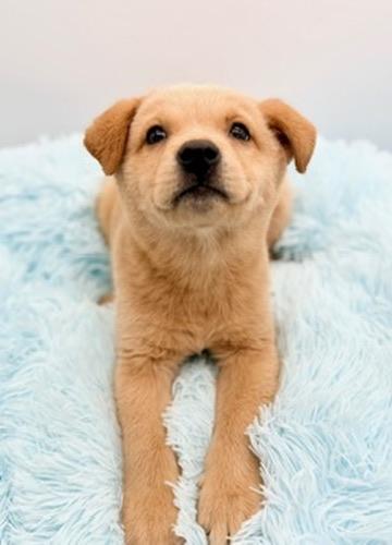 Enlarge Banana, an adopted mixed breed in Covington, LA image 3/6