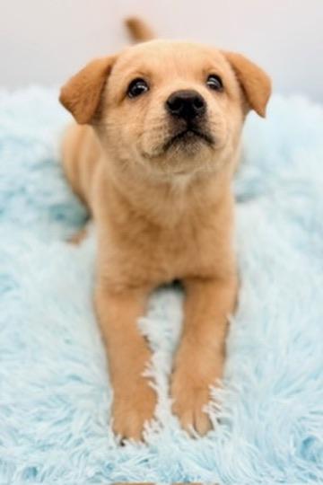 Enlarge Banana, an adopted mixed breed in Covington, LA image 5/6