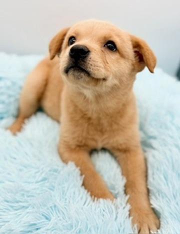 Enlarge Banana, an adopted mixed breed in Covington, LA image 6/6