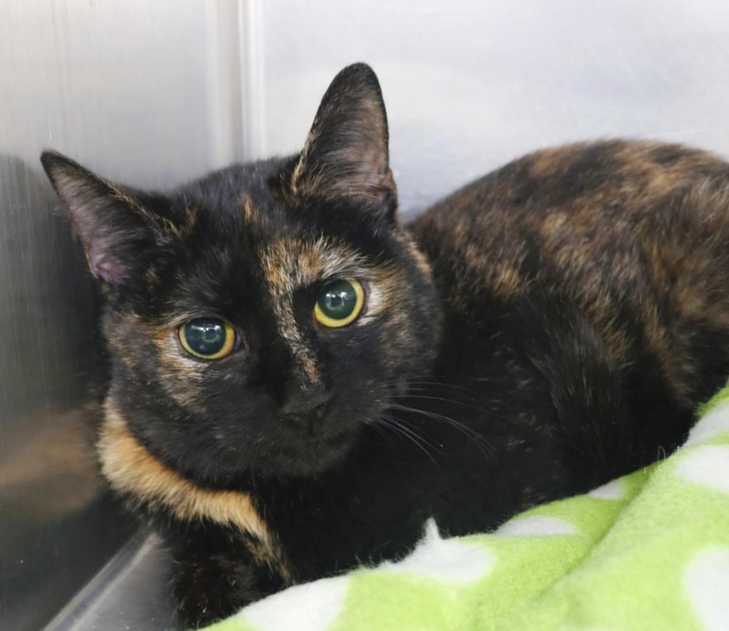 Enlarge Torte, a Adoptable mixed breed in Cuyahoga Falls, OH image 1/1
