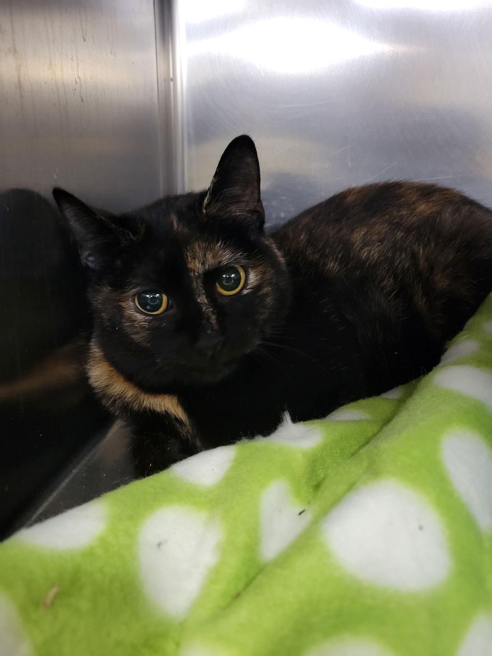 Torte, Adoptable, Young Female Domestic Short Hair.